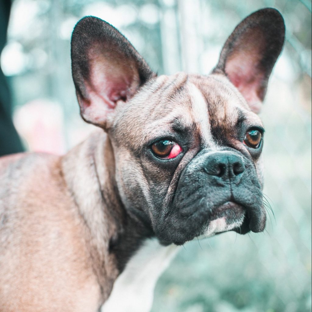 French Bulldog Puppy Health Problems (How To Prevent Them) French Bulldog with Cherry Eye