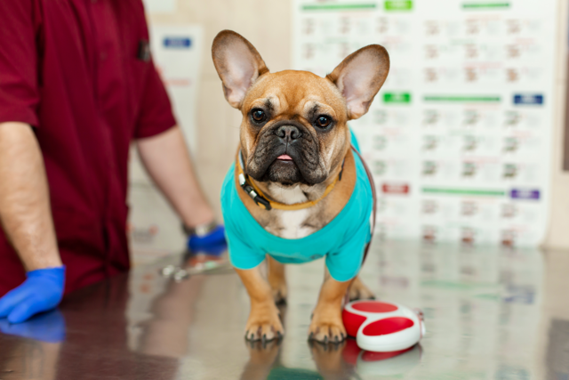 Fixing French Bulldog Back Problems (Vet Advice) Regular vet check ups are important to detect early issues with back problems.