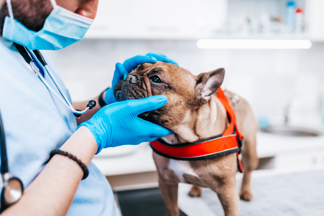 Blue French Bulldog 101 Guide: Everything You Need to Know! Vet Treatments for French Bulldogs