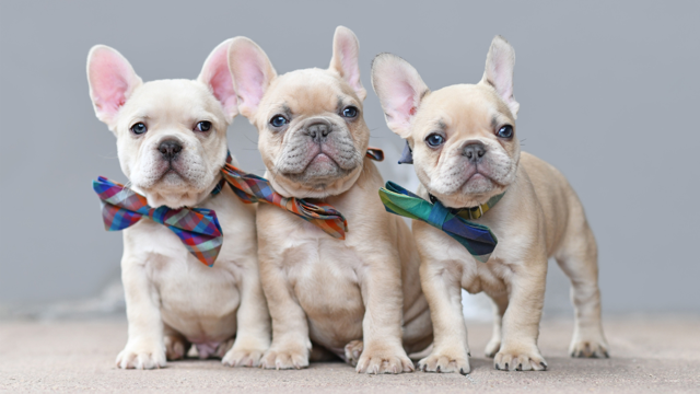 Cute French Bulldogs