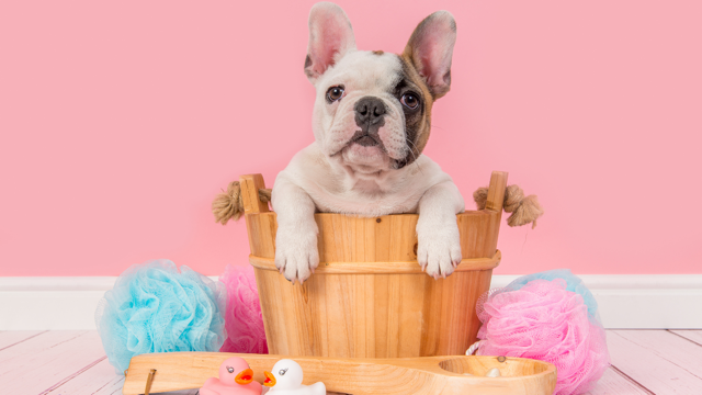 French Bulldog Grooming Guide - Top Frenchie