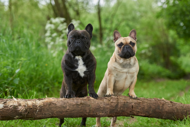 Black Frenchie & Fawn Frenchie