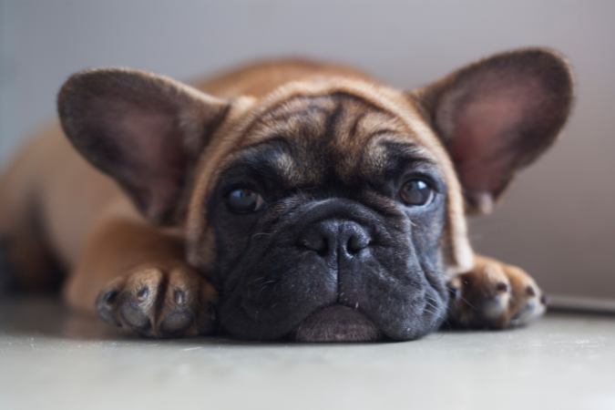 Frenchie Pug (French Bulldog & Pug Mix)