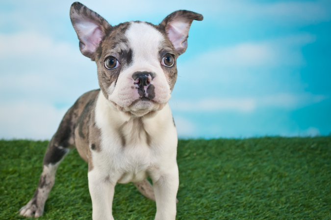 Frenchton (Boston Terrier & Frenchie)