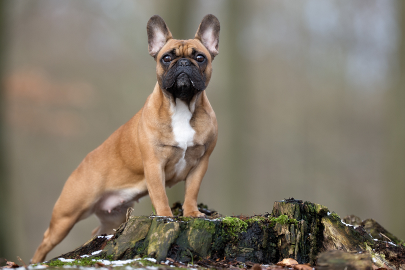 How big are french bulldogs?