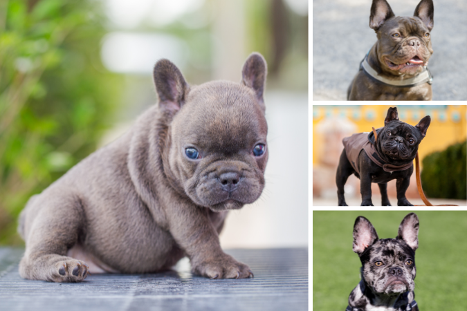 Rare French Bulldog Colors