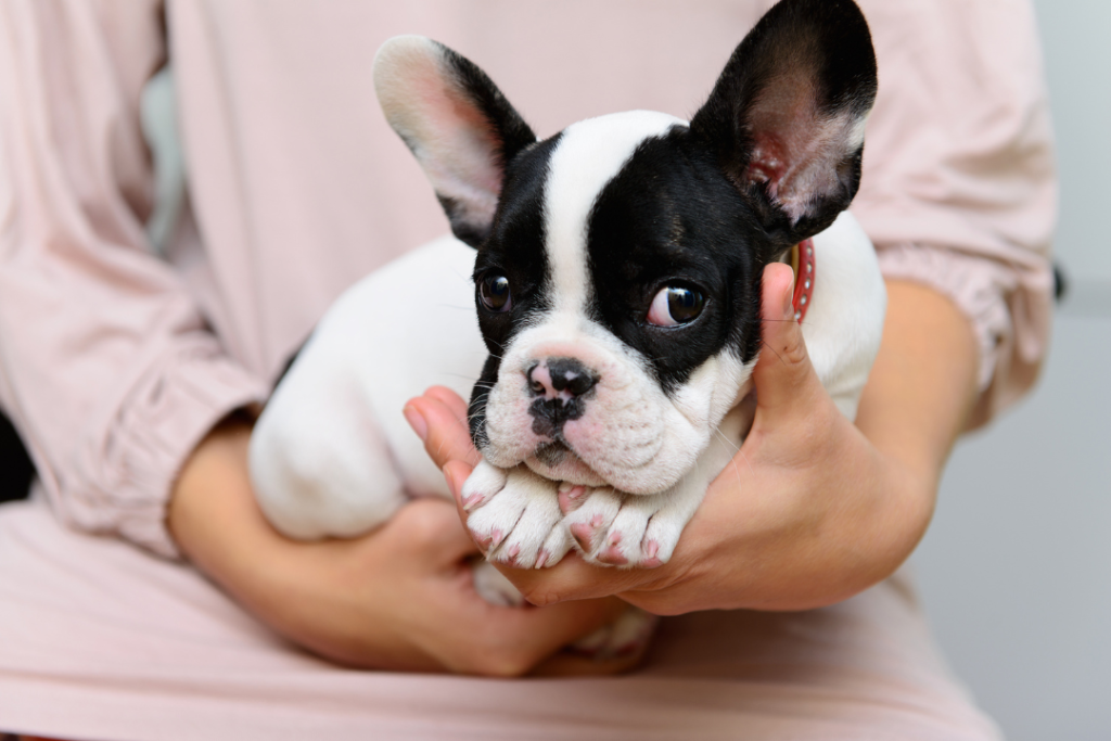 French Bulldog Puppy Health Problems (How To Prevent Them) A French Bulldog puppy receiving a physical examination from a vet