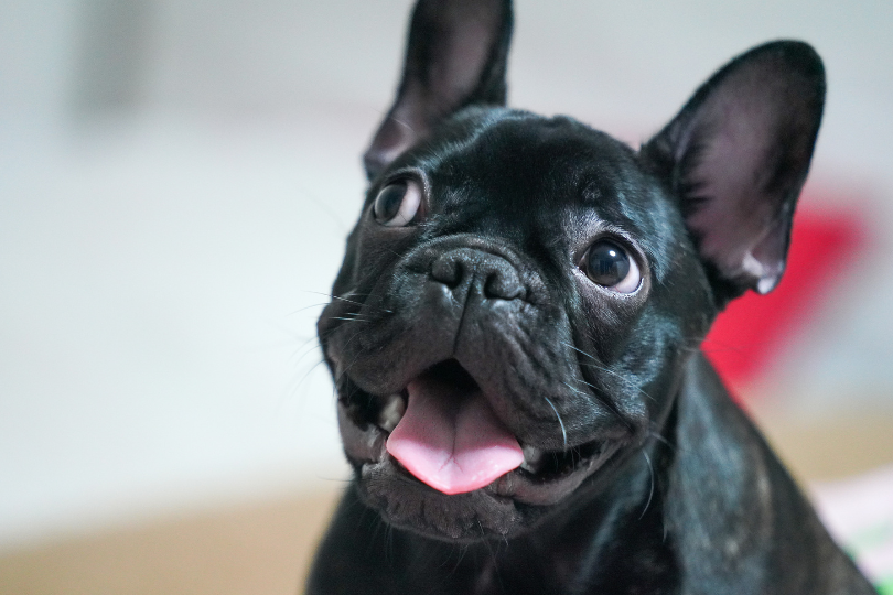 5 Must-Have French Bulldog Grooming Tools French Bulldog Breathing Problems