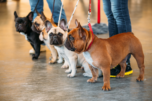 French Bulldog Colors - Top Frenchie