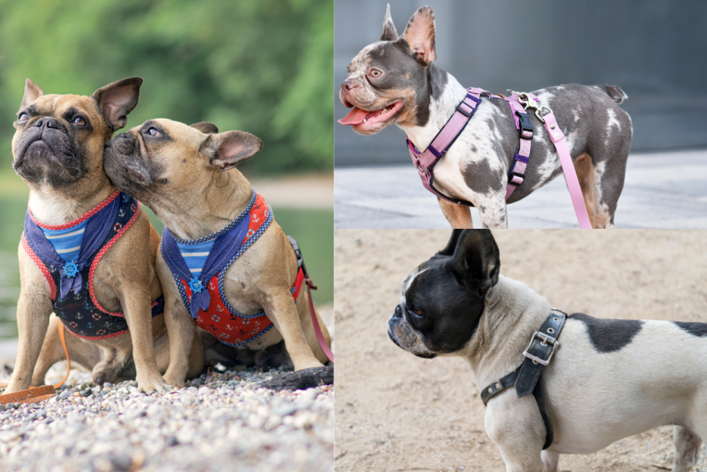 French Bulldog Harnesses: The Ultimate Guide (Perfect Fit) Various Types of French Bulldog Harnesses Top Frenchie