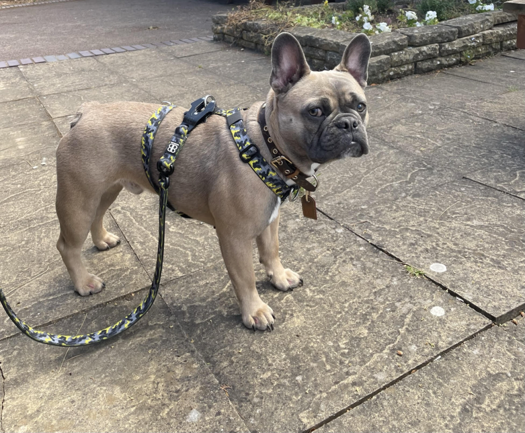 French Bulldog Harnesses: The Ultimate Guide (Perfect Fit) Bully Billows Mini Tri Harness - Top Frenchie