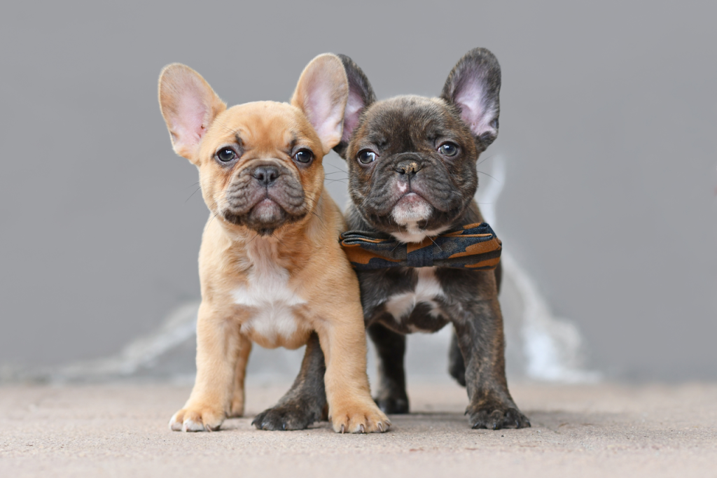 French Bulldog Puppy Health Problems (How To Prevent Them) Choosing the Perfect French Bulldog Puppy - Top Frenchie