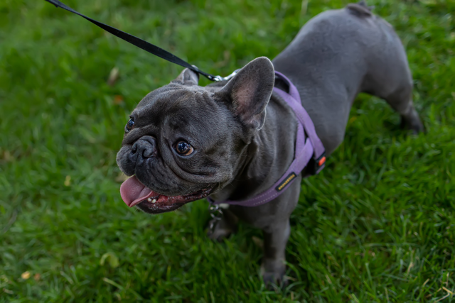 French Bulldog Exercise - Topfrenchie
