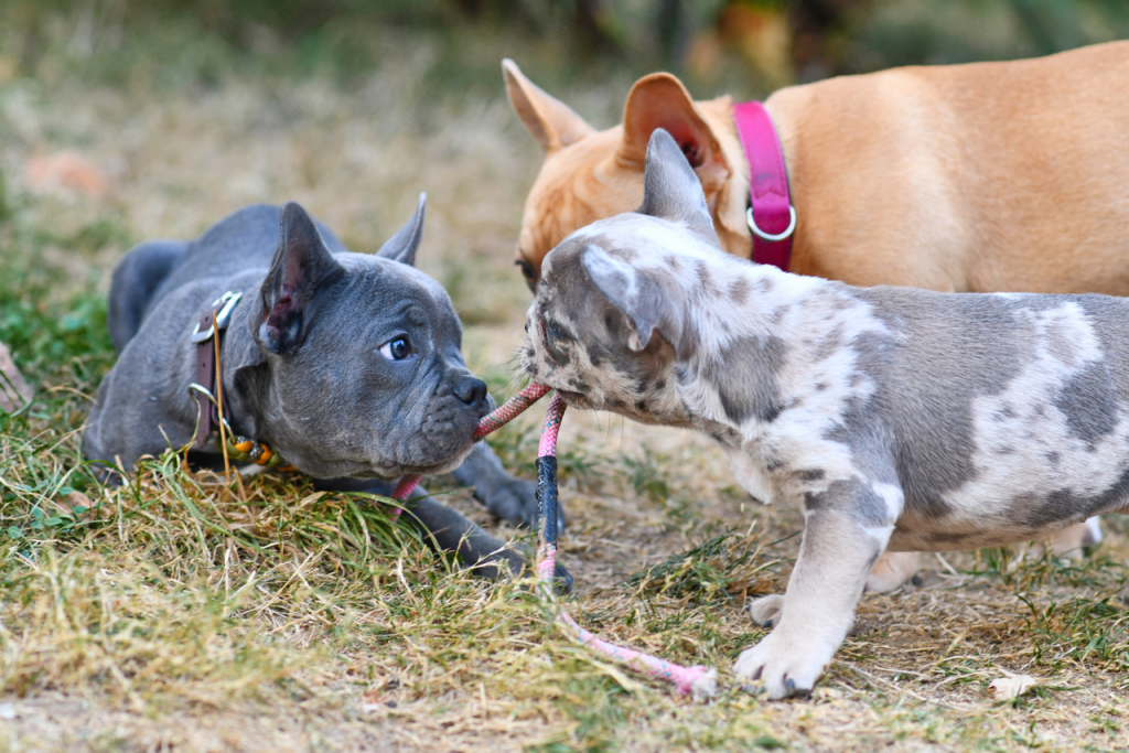 Is a Frenchie Right For You? (The Pros & Cons To Consider) French Bulldog Socialization & temperment - Top Frenchie
