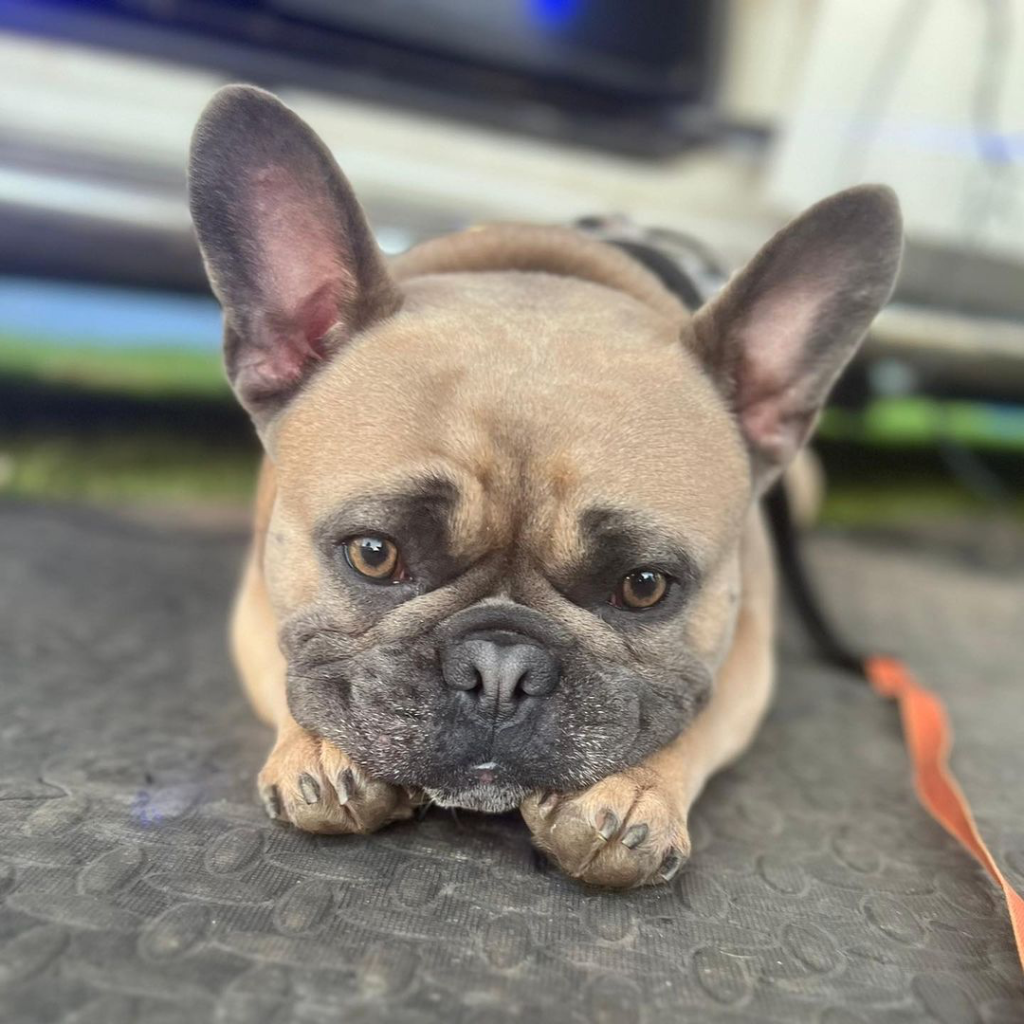 Top Frenchie - French Bulldog Owner Tips & Guides Louis V The Frenchie - Top Frenchie