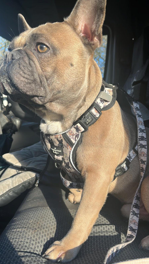 French Bulldog Harnesses: The Ultimate Guide (Perfect Fit) Paw Print Boutique French Bulldog Big Dawg Harness 2 - Top Frenchie