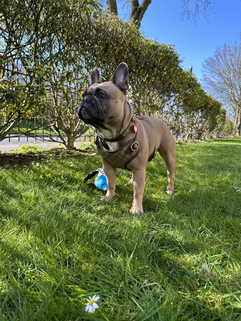 French Bulldog Harnesses: The Ultimate Guide (Perfect Fit) Treats Doggy Style Pucci Harness 2 - Top Frenchie