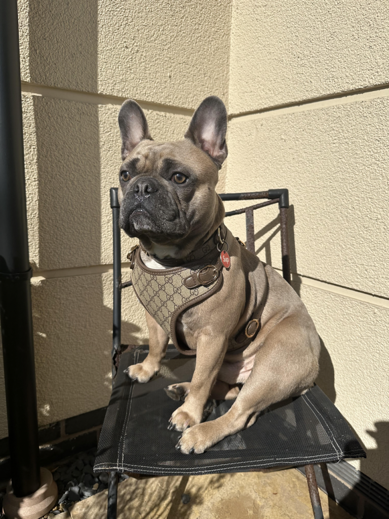 French Bulldog Harnesses: The Ultimate Guide (Perfect Fit) Treats Doggy Style Pucci Harness - Top Frenchie