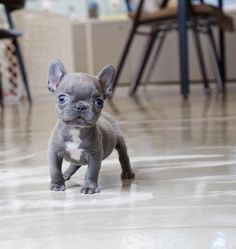 Meet the Mini French Bulldog: A Detailed Guide To The Breed Blue Teacup Frenchie- Top Frenchie