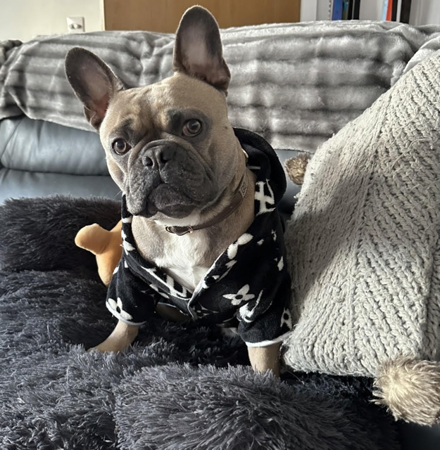 Bugalugs One in a Million Shampoo Worth It? (Honest Review) Bugalugs One in a Million Shampoo - Louis V Stylish - Top Frenchie
