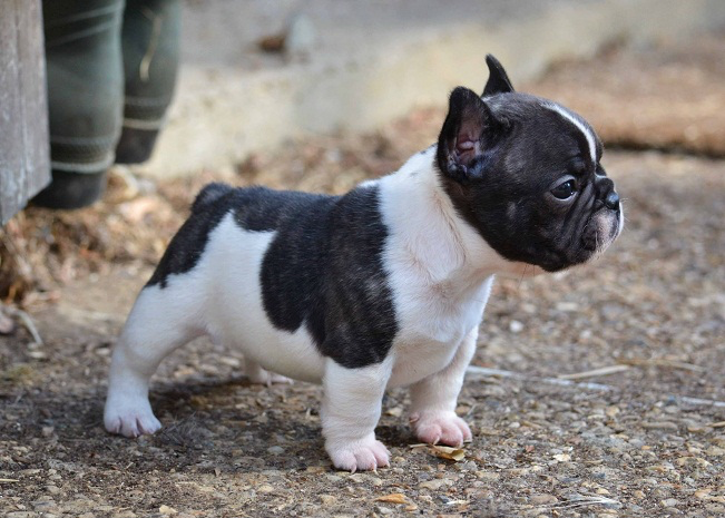 Meet the Mini French Bulldog: A Detailed Guide To The Breed Mini French Bulldog Temperament - Top Frenchie