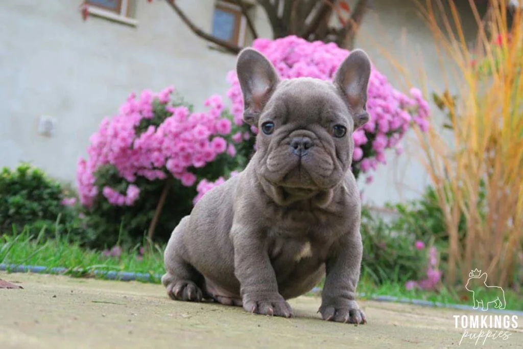 Meet the Mini French Bulldog: A Detailed Guide To The Breed Adult Mini French Bulldog - Top Frenchie
