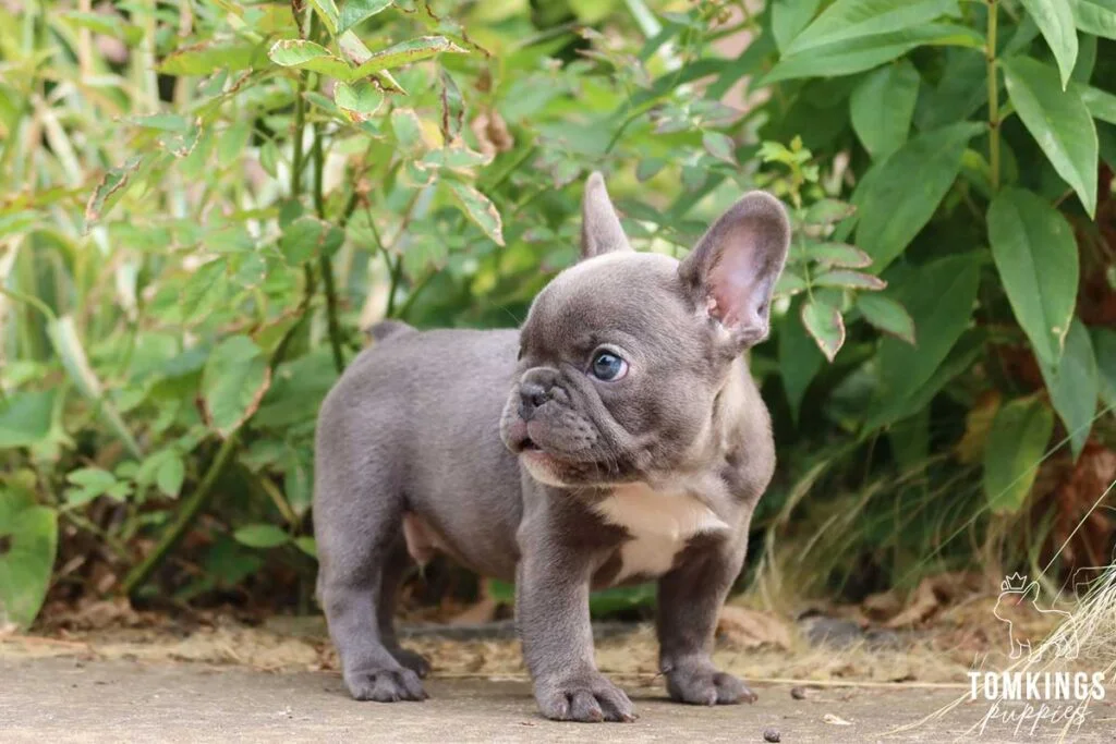 Meet the Mini French Bulldog: A Detailed Guide To The Breed Mini Frenchie- Top Frenchie