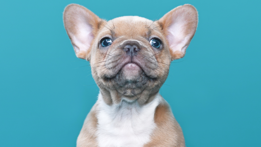 Blue Merle French Bulldog - Top Frenchie