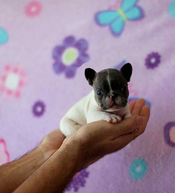 Meet the Mini French Bulldog: A Detailed Guide To The Breed Caring for your Mini French Bulldog - Top Frenchie