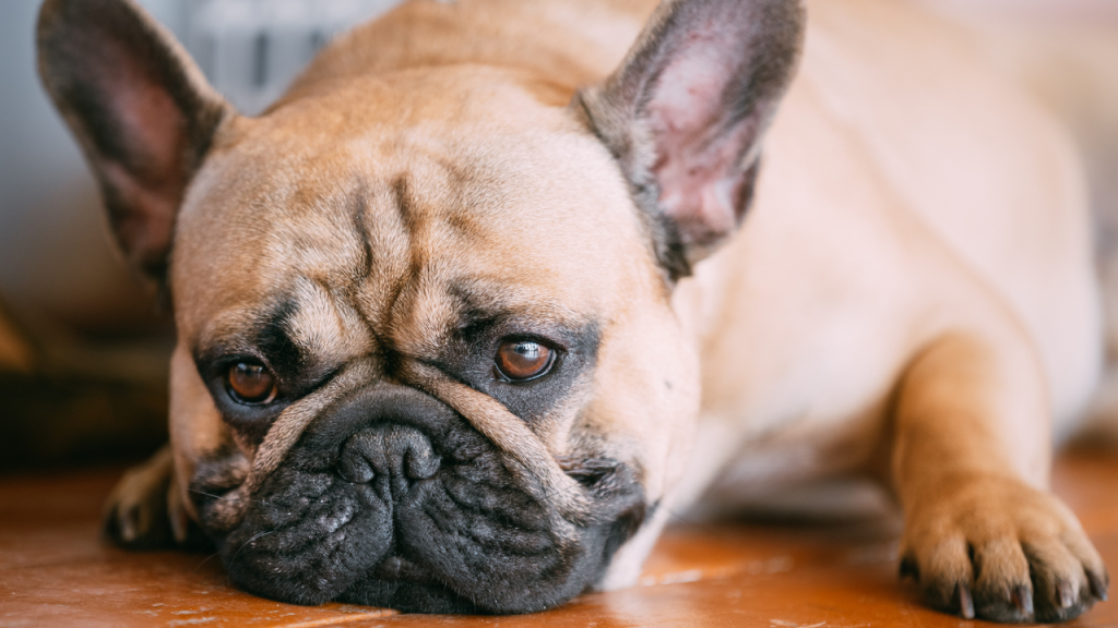 Fixing French Bulldog Back Problems (Vet Advice) Behavioural Changes in Frenchies - Symptom of Back Problems - Top Frenchie