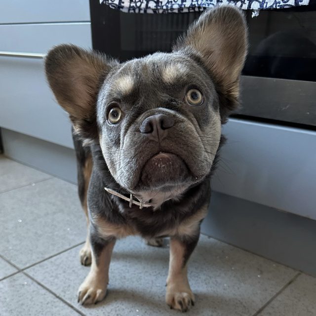 Fluffy French Bulldog: A Complete Care and Training Guide Dolcie The Fluffy Frenchie - Top Frenchie