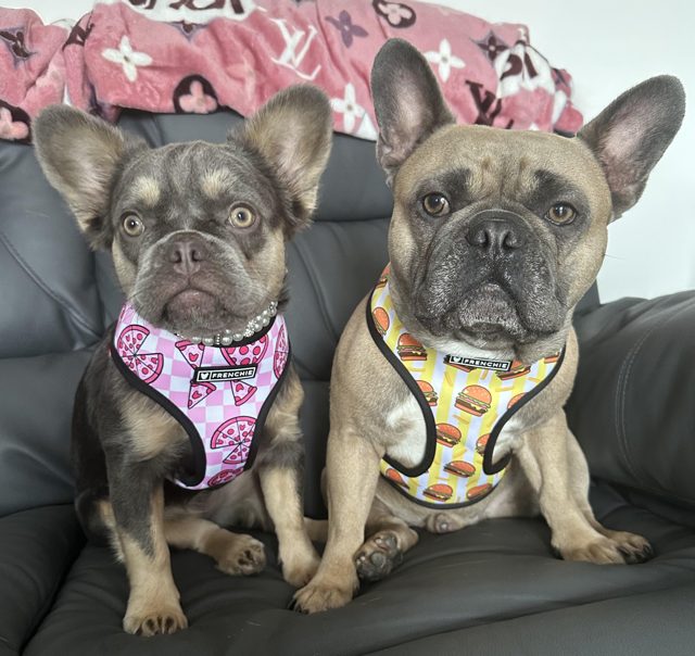 Fluffy French Bulldog: A Complete Care and Training Guide Louis V & Dolcie Looking Dapper as ever - Top Frenchie