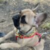 Pavlos and Baloo - Top Frenchie Product Reviewer Profile